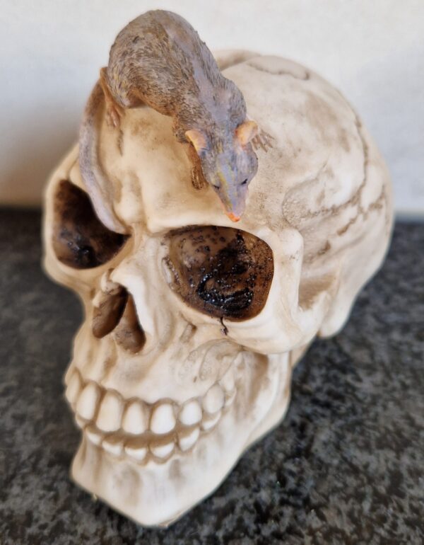 schedel spaarpot met rat