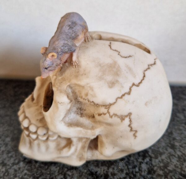 schedel spaarpot met rat - Afbeelding 4